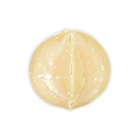 Macadamia