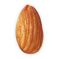 Almond_Single_Nut