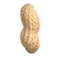 PeanutShelled_Single_Nut