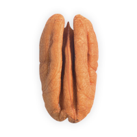 Pecan_Single_Nut